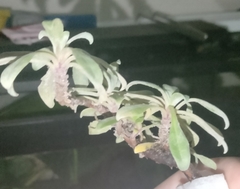 Oenothera humifusa
