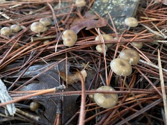 Mycena clavicularis