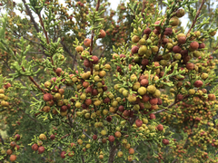 Juniperus pinchotii