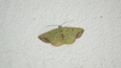Synchlora