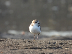 Charadrius javanicus