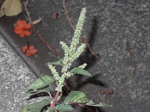 Amaranthus retroflexus, 2022-12-12