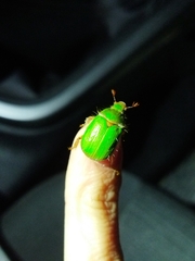 Brachysternus prasinus