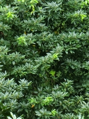 Laurus novocanariensis