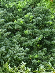 Laurus novocanariensis