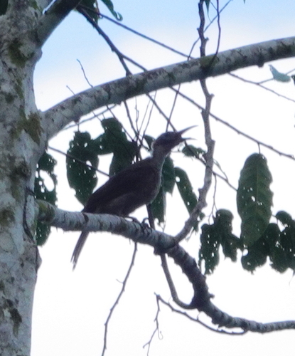 Buru Friarbird (Philemon moluccensis)