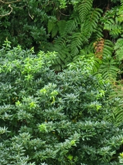 Laurus novocanariensis