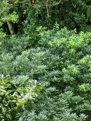 Laurus novocanariensis