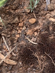 Acrida conica
