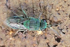 Primeuchroeus