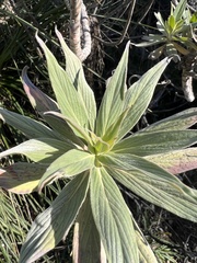 Echium candicans