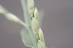 Urochloa distachya