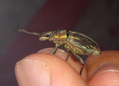Naupactus xanthographus