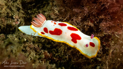 Goniobranchus splendidus