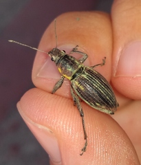 Naupactus xanthographus