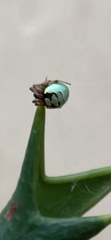 Araneus apricus
