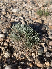 Townsendia hookeri