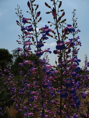 Penstemon spectabilis