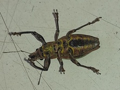 Naupactus xanthographus