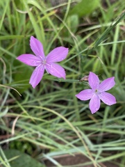 Dianthus mooiensis