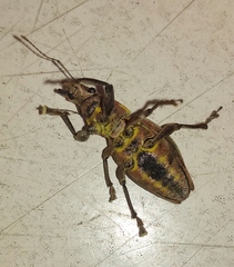 Naupactus xanthographus