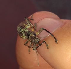 Naupactus xanthographus