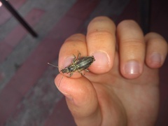 Naupactus xanthographus