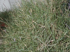 Zoysia pacifica