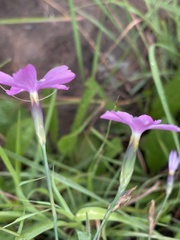 Dianthus mooiensis