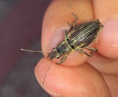 Naupactus xanthographus