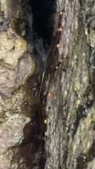 Percnon planissimum