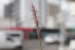 Zoysia pacifica