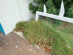 Zoysia pacifica