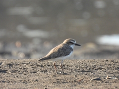 Charadrius javanicus