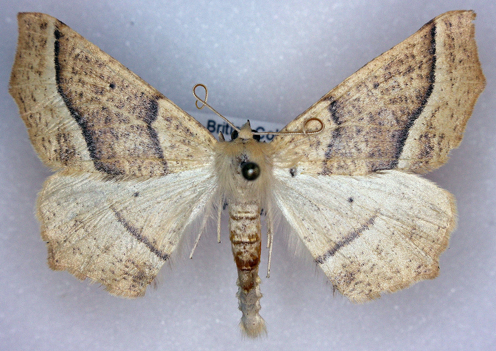 Tetracis pallulata
