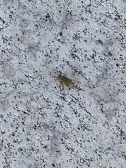 Nysius raphanus