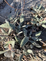 Eriogonum flavum flavum