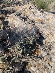 Eriogonum flavum flavum
