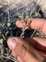 Eriogonum flavum flavum
