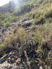 Eriogonum flavum flavum