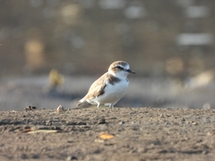 Charadrius javanicus