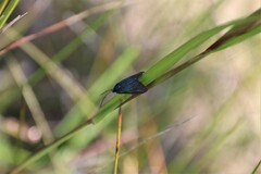 Pollanisus viridipulverulenta