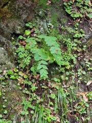 Hypericum grandifolium