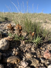 Castilleja sessiliflora