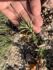 Castilleja sessiliflora