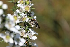 Lipotriches australica