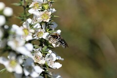 Lipotriches australica