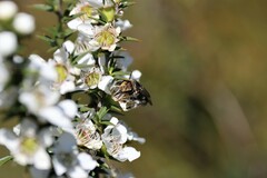 Lipotriches australica