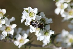 Lipotriches australica