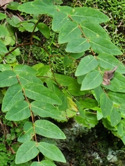 Hypericum grandifolium